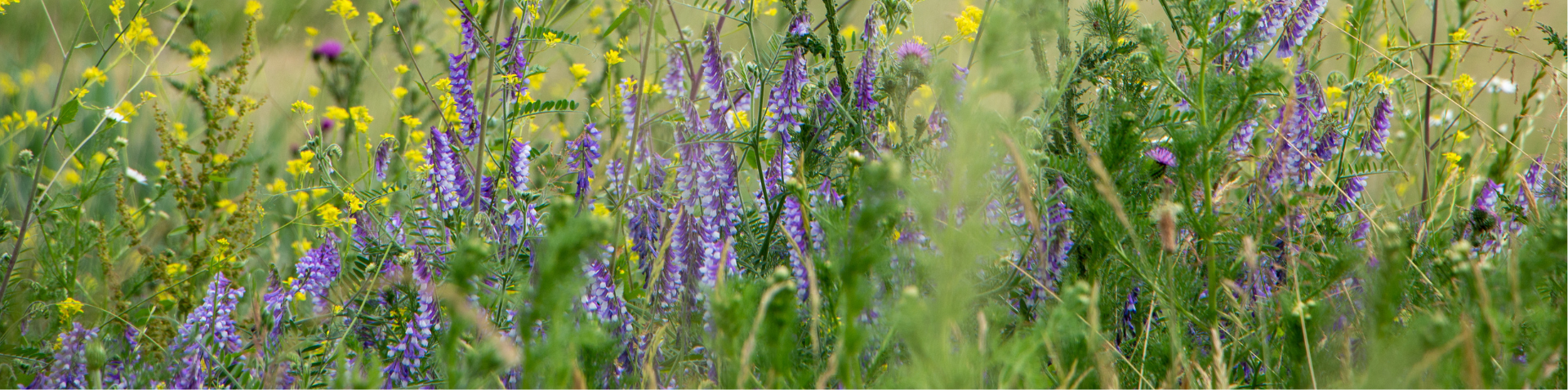 wild flowers